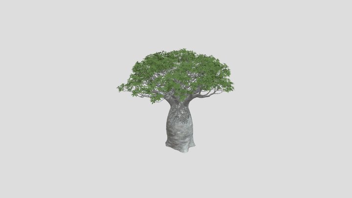 Baobab-tree 3D models - Sketchfab