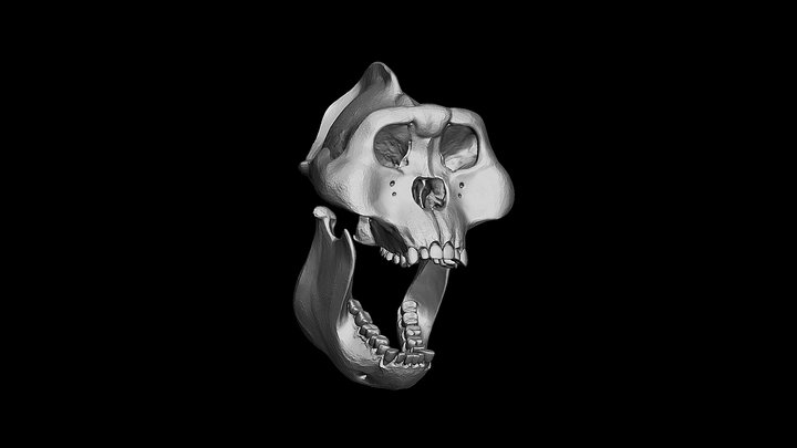 Gigantopithecus Skull 3D Model