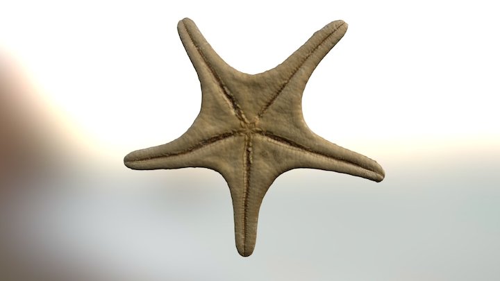 Starfish 3D Model