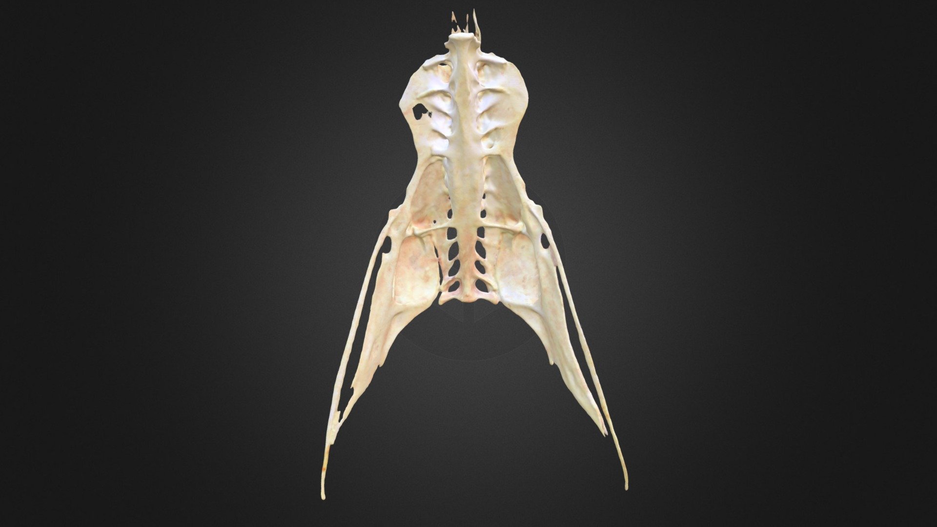 Larus fuscus, pelvis — Sketchfab embed 3D viewer