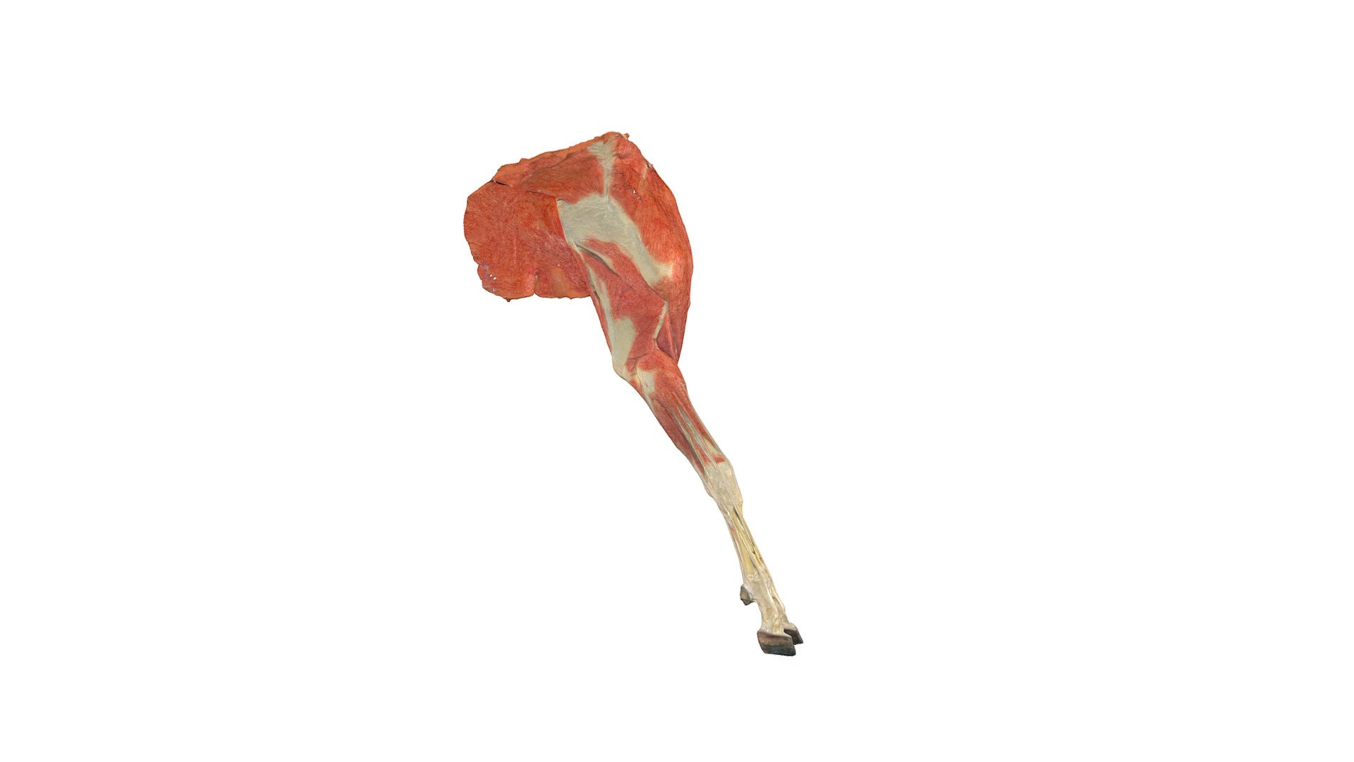 Goat, Forelimb (plastinate) - 3D model by Vetanat.UZH [8e74c1c] - Sketchfab