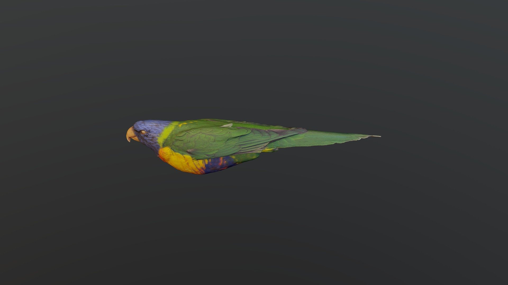 Rainbow Lorikeet - Trichoglossus