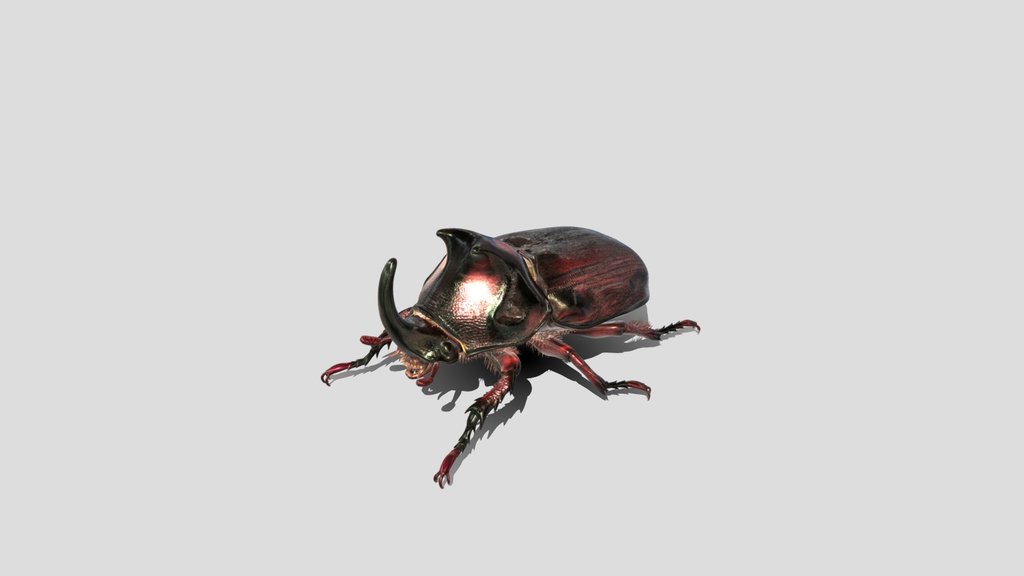 Crimson Horned Rhinoceros Beetle