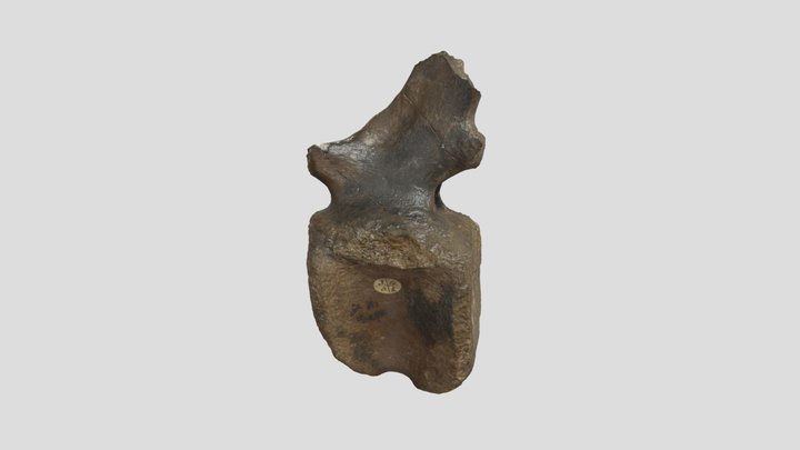 [1464]___ Iguanodon_vertebra_992K_obj 3D Model