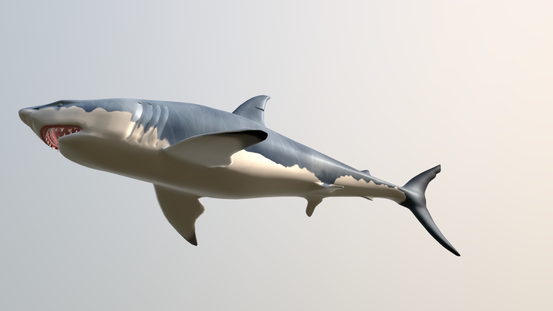 3D model White Shark - This is a 3D model of the White Shark. The 3D model is about a shark with its mouth open.