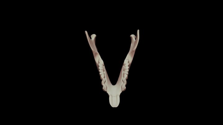 Indri Mandible 3D Model