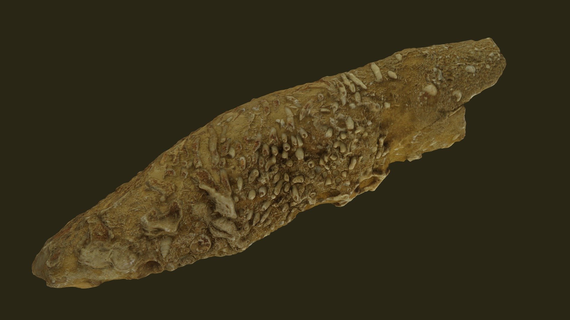 Coral-bearing limestone, Italy