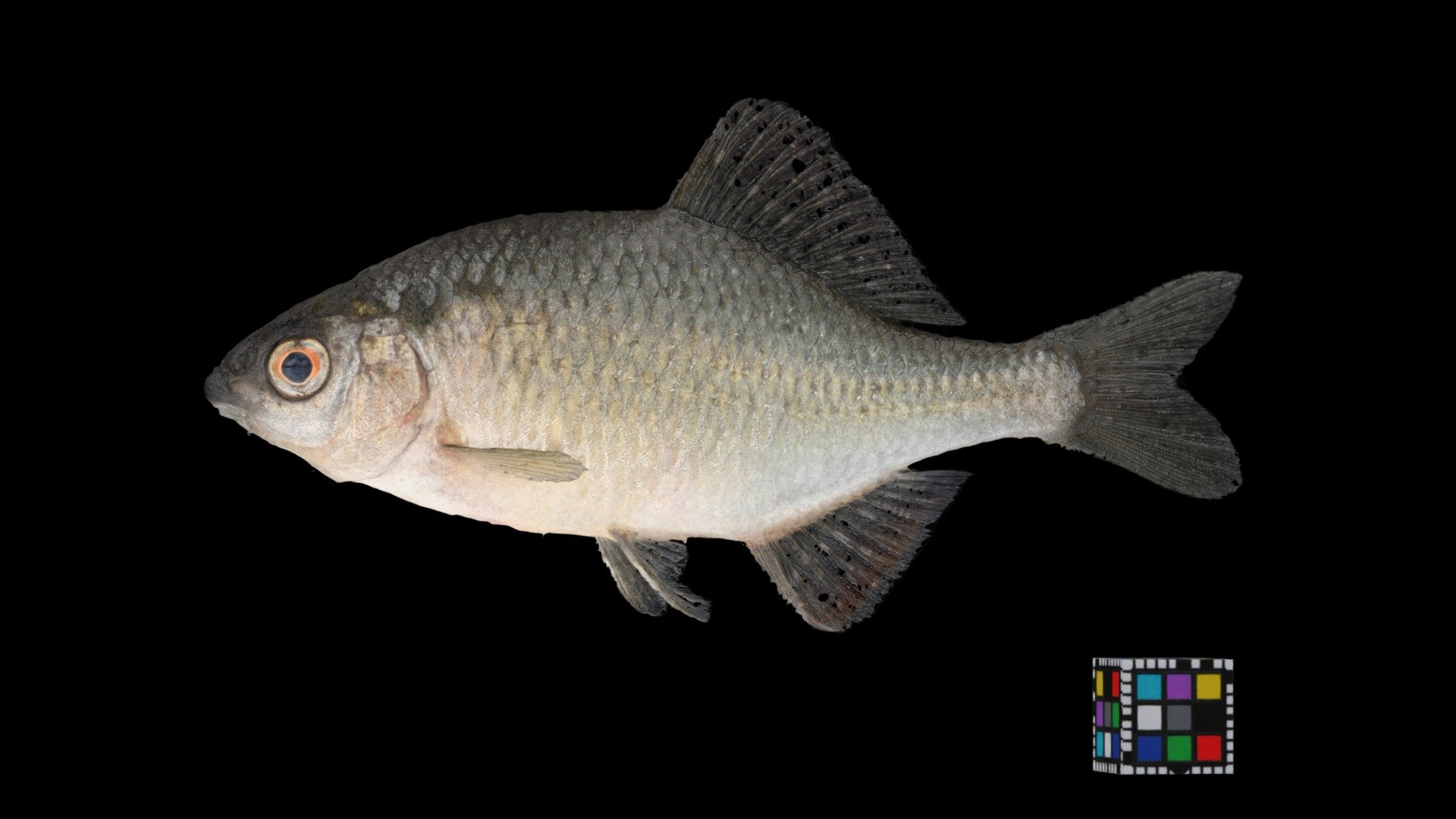 カネヒラ Bitterling, Acheilognathus rhombeus