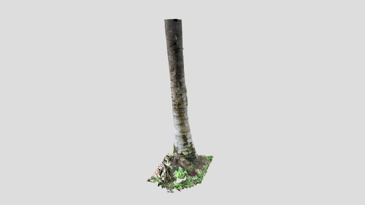 Babassu Tree 3D Model
