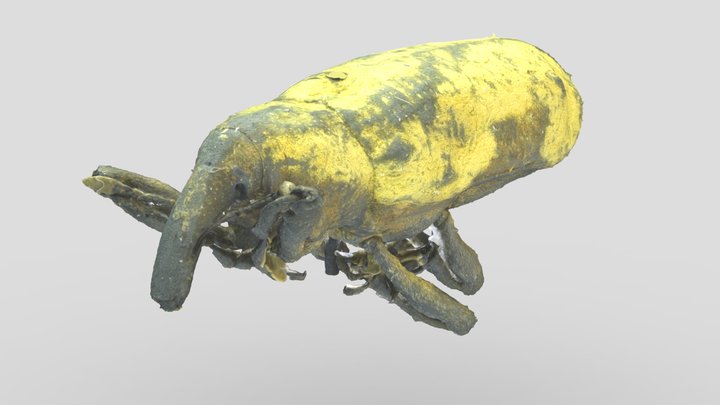 Yellow Weevil - Narupayacu, Ecuador 3D Model