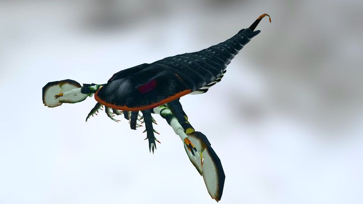 Eurypterus 3D Model