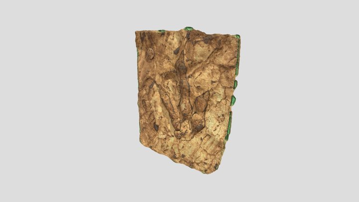 Anchisauripus 3D Model