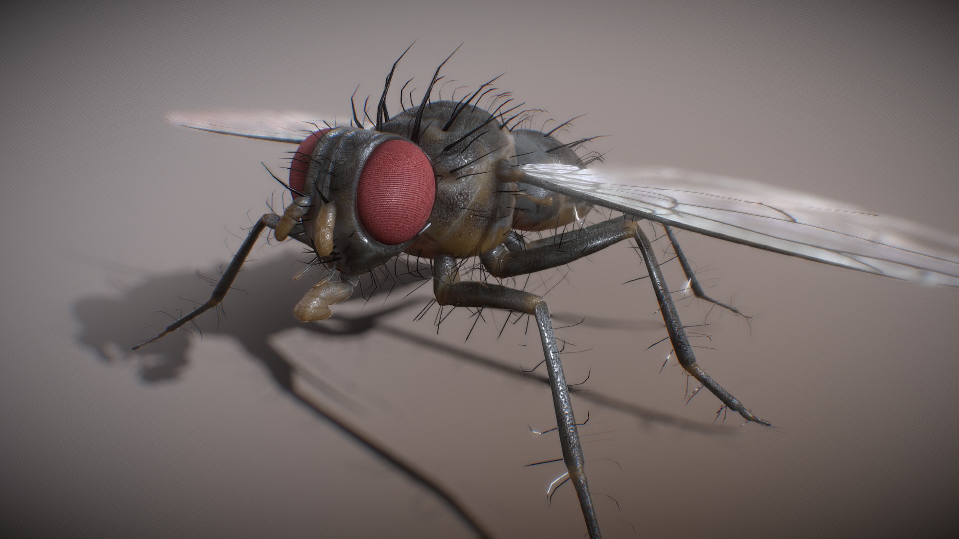 3D model Diptera fly - This is a 3D model of the Diptera fly. The 3D model is about a close up of a fly.