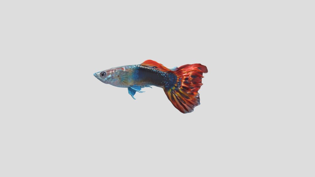 Dragon Head Guppy Male