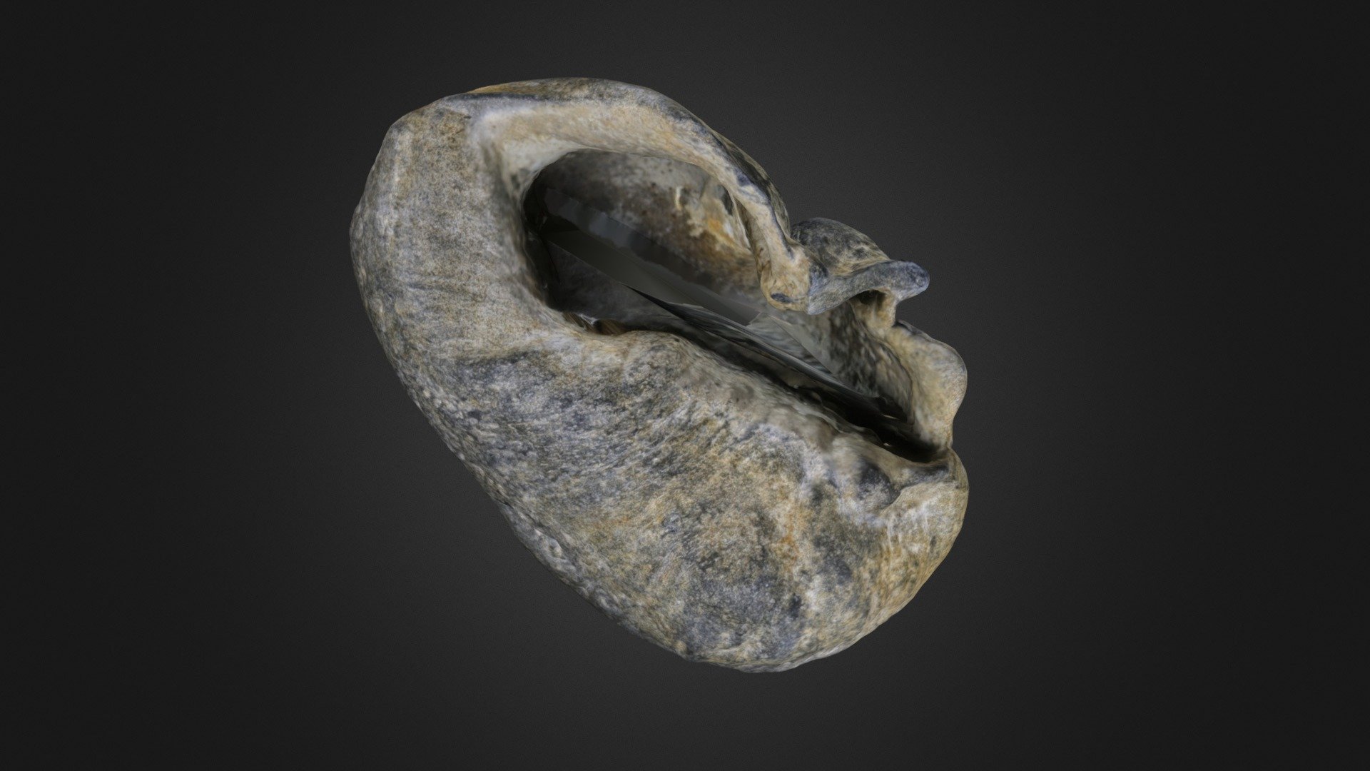 Stapes - ear bone - 3D model by robotron (@robotron) [69dfcce]