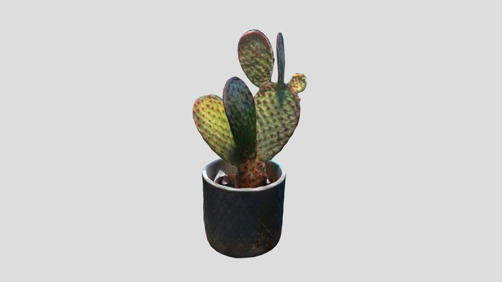 Cactus In Pot