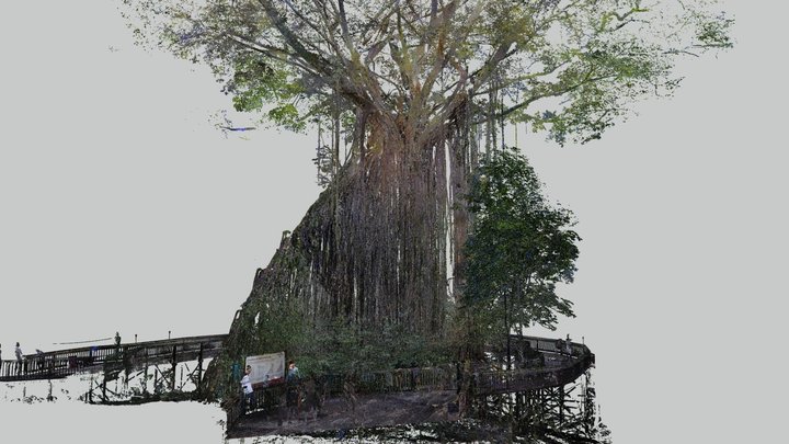 Curtain Fig Tree, Yungaburra 3D Model