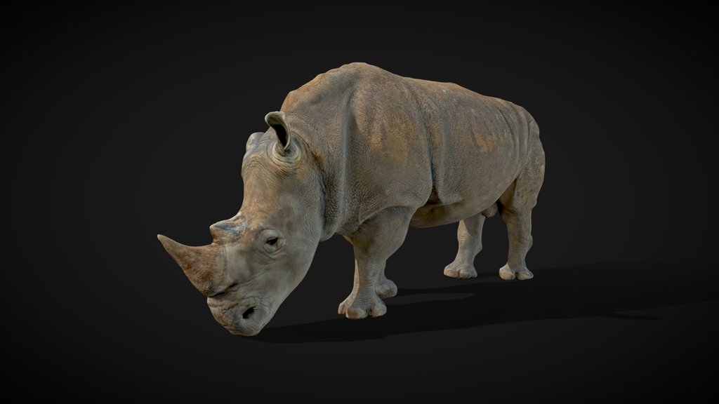 Model 56A - Southern White Rhino