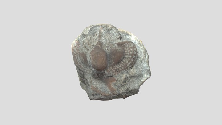 Trinucleid Trilobite (Week 3) 3D Model