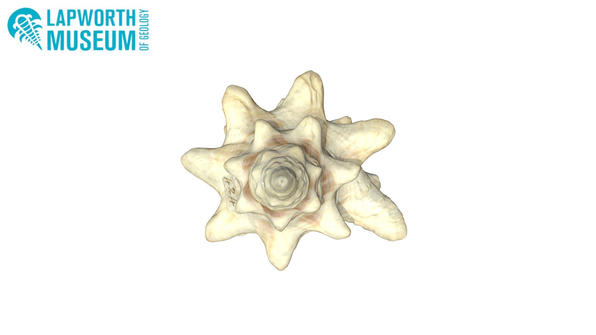 BIRUG 21207 - Mancinella armigera - Gastropod