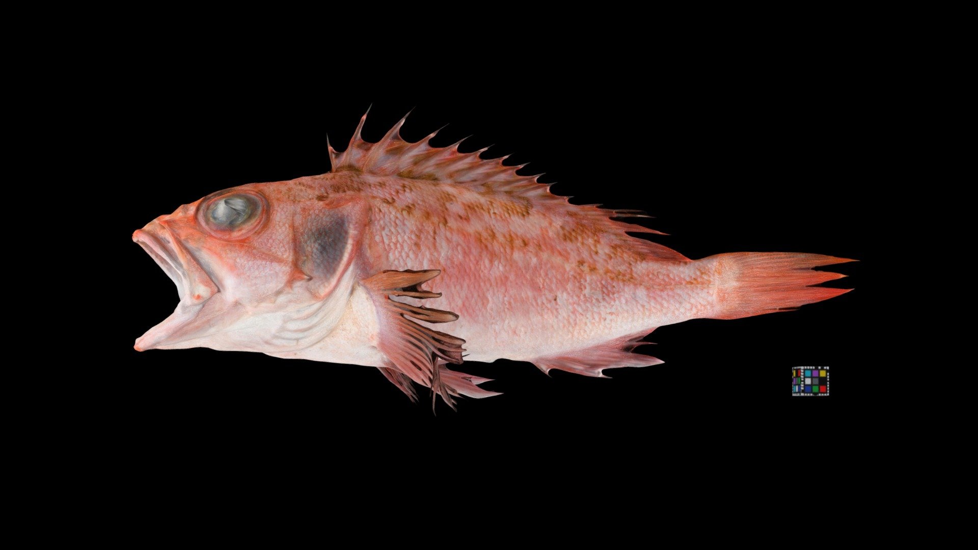 ユメカサゴ ノドグロ Hilgendorf Saucord, H. hilgendorfi