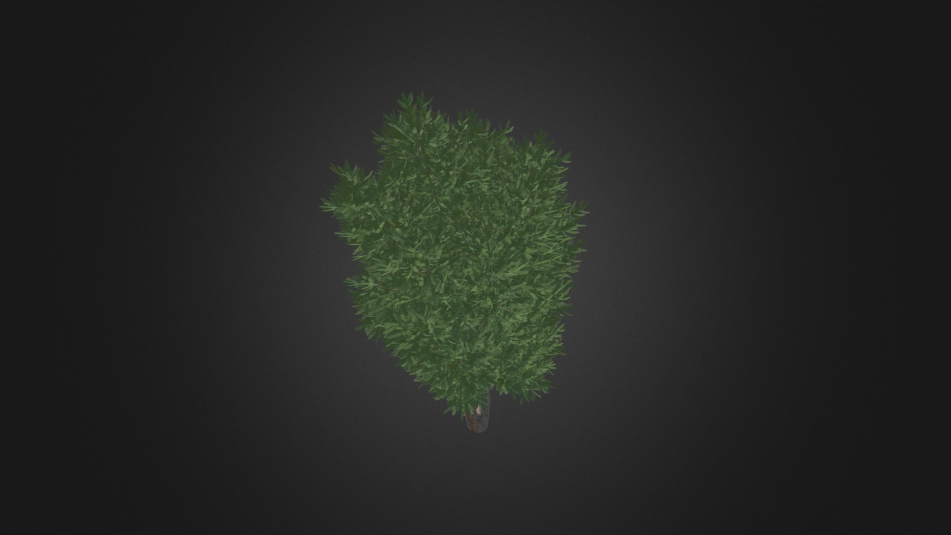3D model European Yew (Taxus baccata) 3.7m - This is a 3D model of the European Yew (Taxus baccata) 3.7m. The 3D model is about a green leaf on a black background.