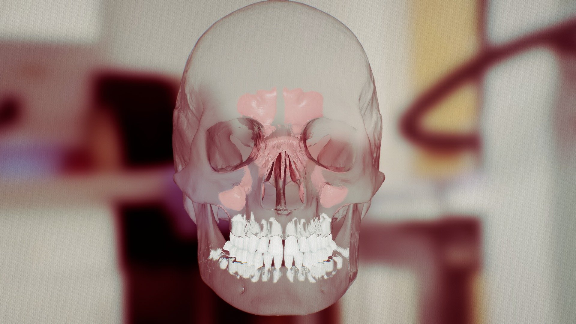 Human Skull + Sinuses - 3D model by SBCVL_UCSF [8ea2d2f] - Sketchfab