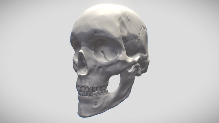 Skull: Human Adult Female 3D Model