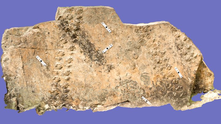 Ichniotherium tracks in the Coconino Sandstone – Free 3D Model STL