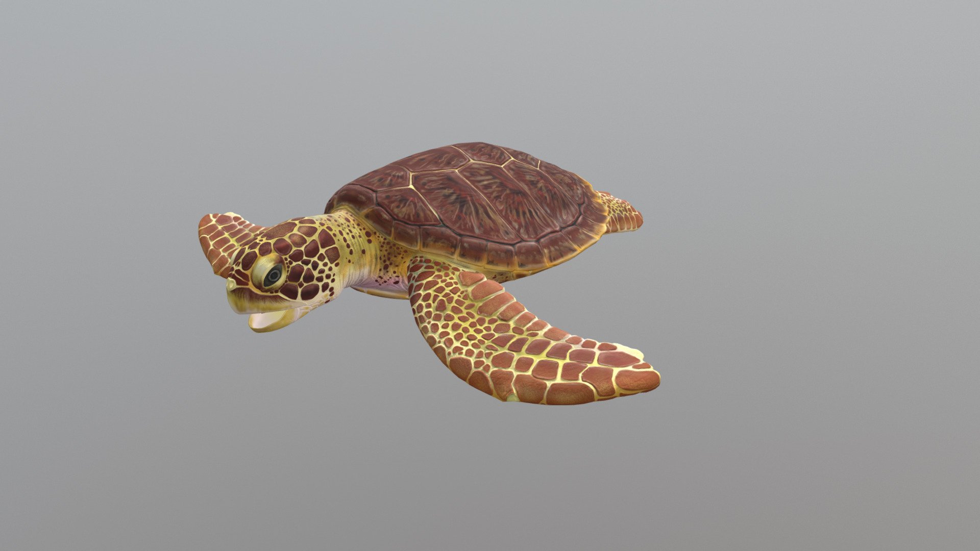 Loggerhead - 3D model by Rob Kennedy (@darumatech) [8ea45d6] - Sketchfab