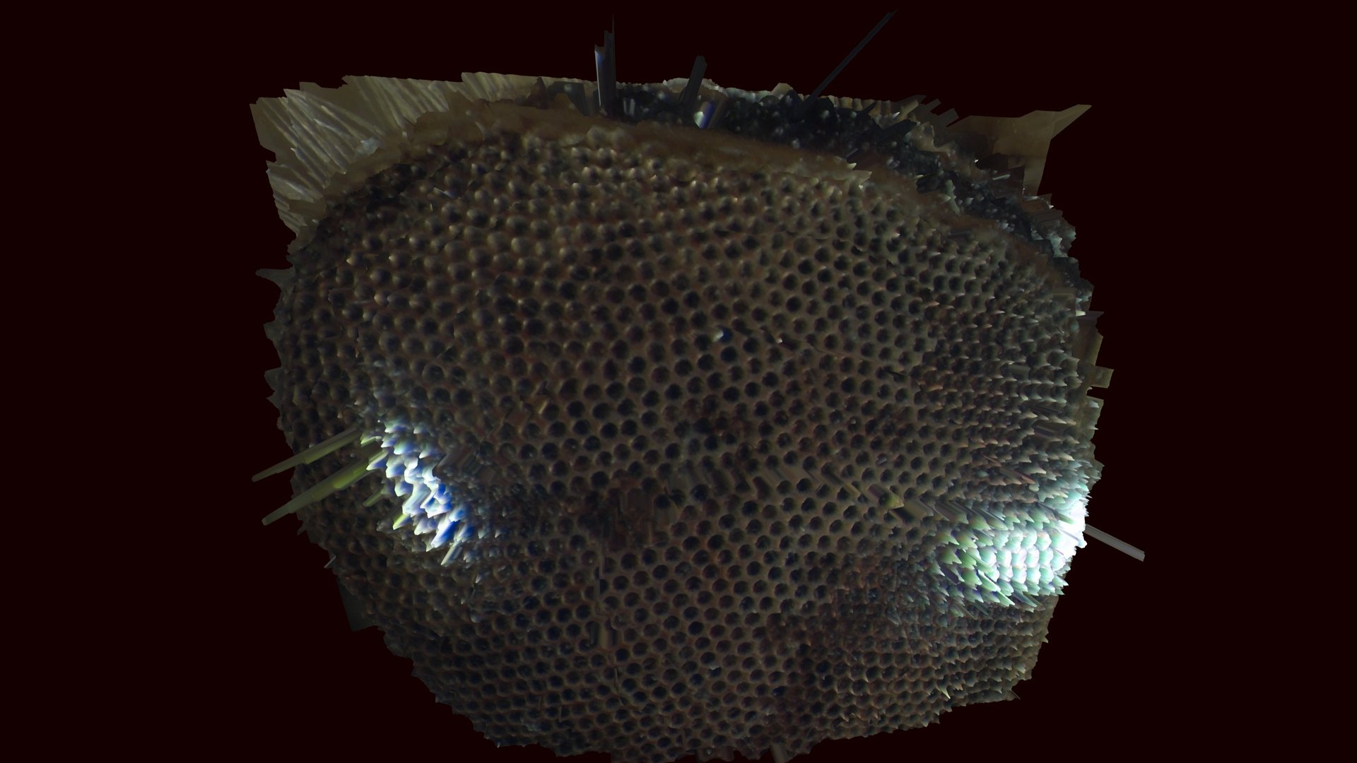 waterbug eye