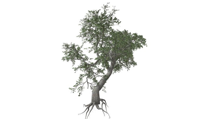 Japanese Maple Tree #05 3D Model