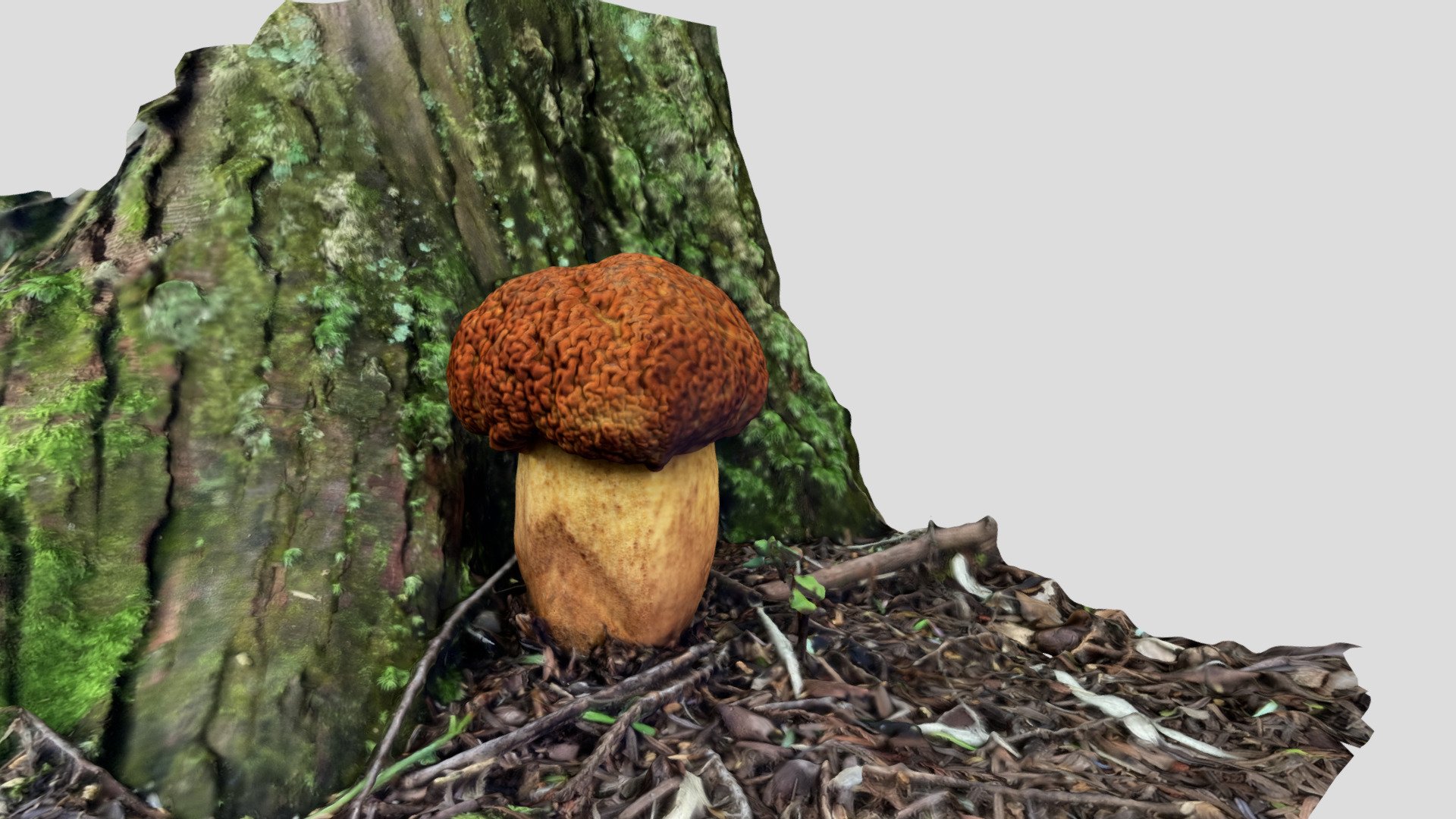 Rugiboletus extremiorientalis（アカヤマドリ）