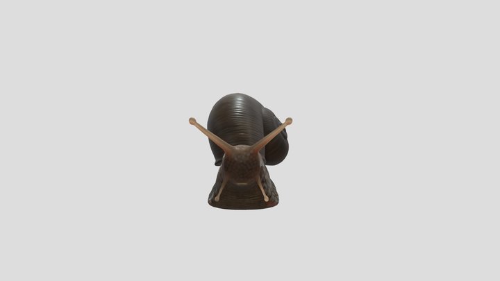Snail 3D Model