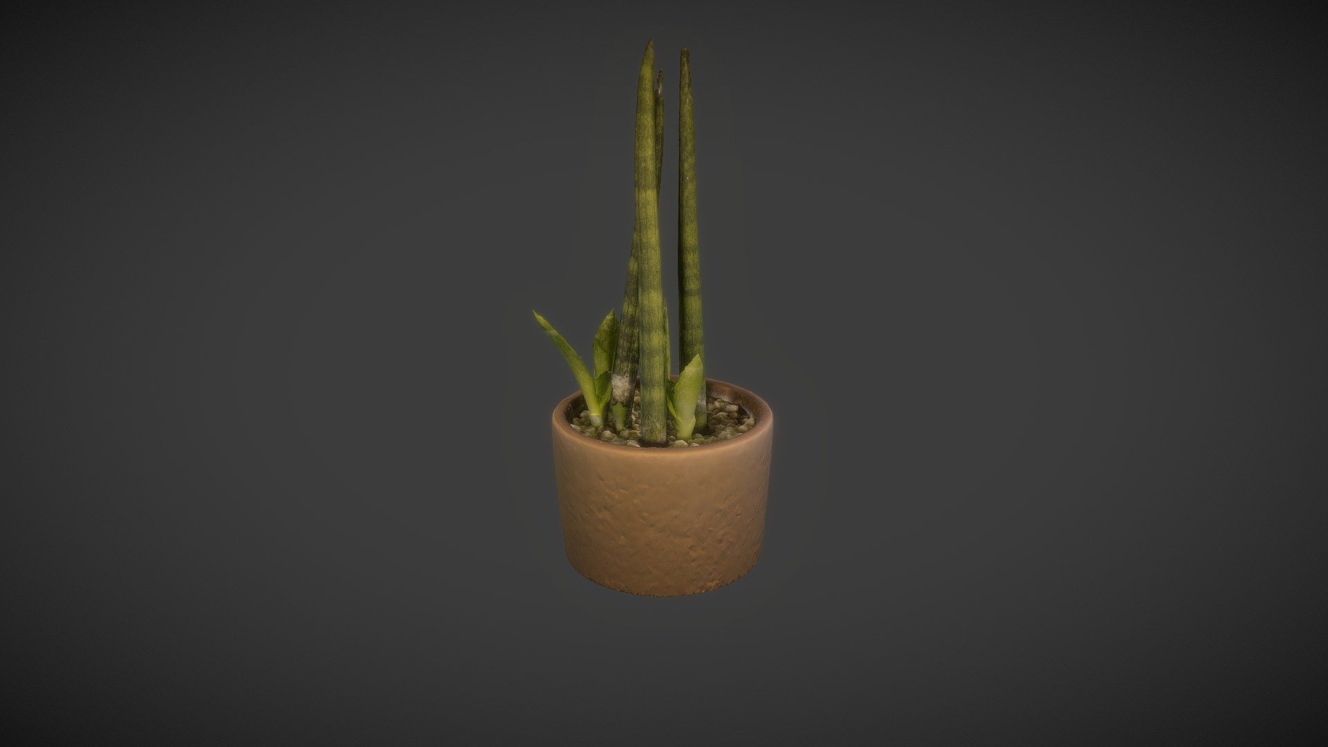 Deco Plant - Sanserviera cilindrica
