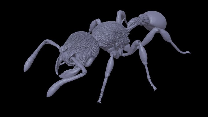Hylomyrma_.blandiens – Kostenloses 3D-Modell STL