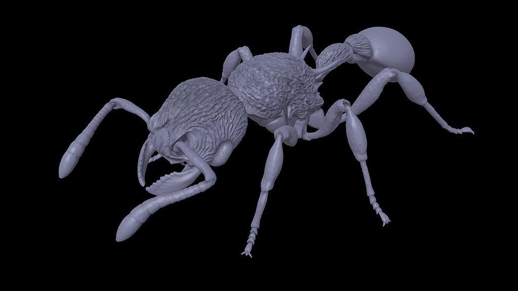 Hylomyrma_.blandiens
