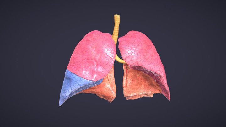 Lungs Lobes & Vessels 3D Model