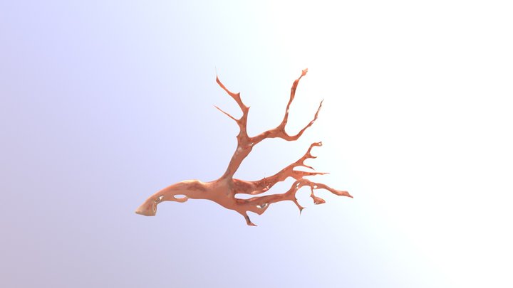 深海珊瑚scleractinian stony coral 3D Model