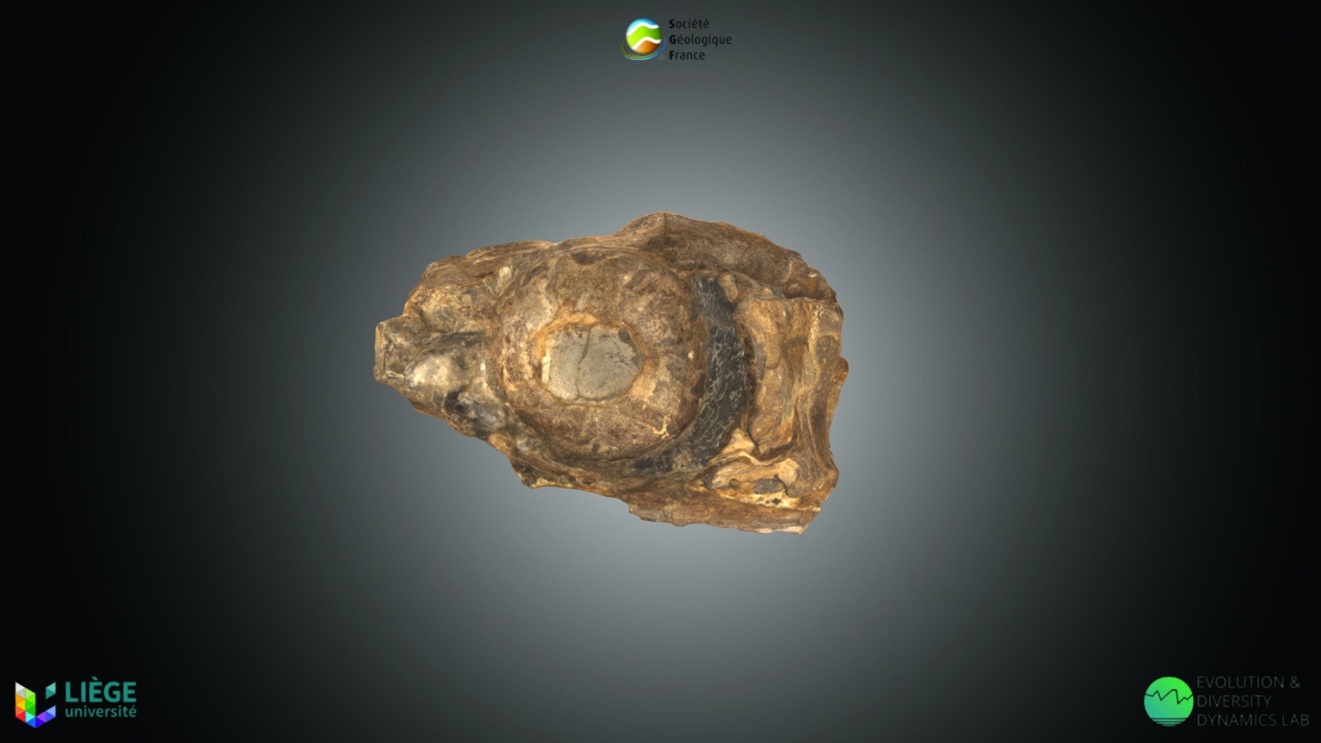 Reptile - Temnodontosaurus cf. zetlandicus