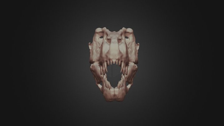 Tyrannosaurus Rex.Skull and jaw. 3D Model