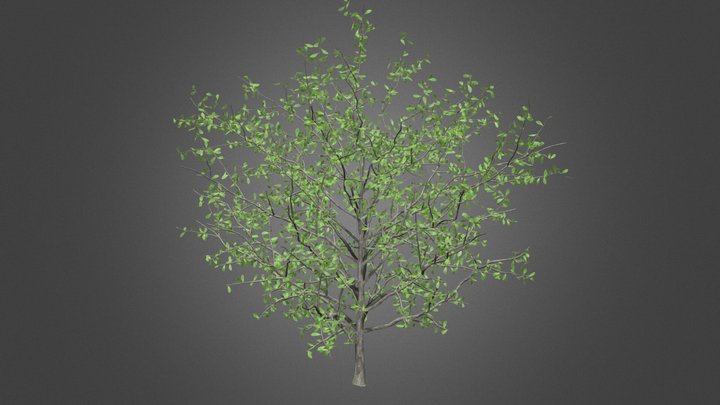SimpleTree 3D Model