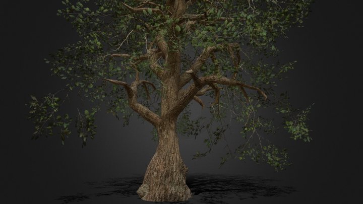 Low Poly Oak Tree Model 3D Model