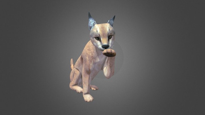 Floppa 3D models - Sketchfab