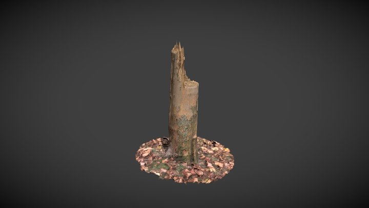 TreeStumpSplintered (Photogrammetry) 3D Model