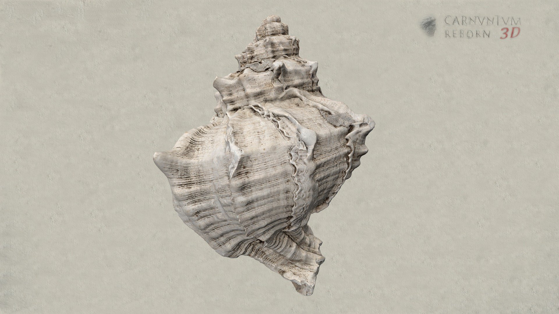 Purpurschnecke — Sketchfab embed 3D viewer