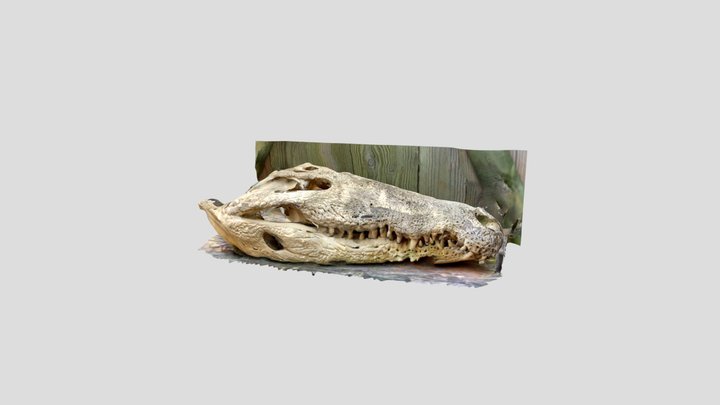 Crocodile 3D Model