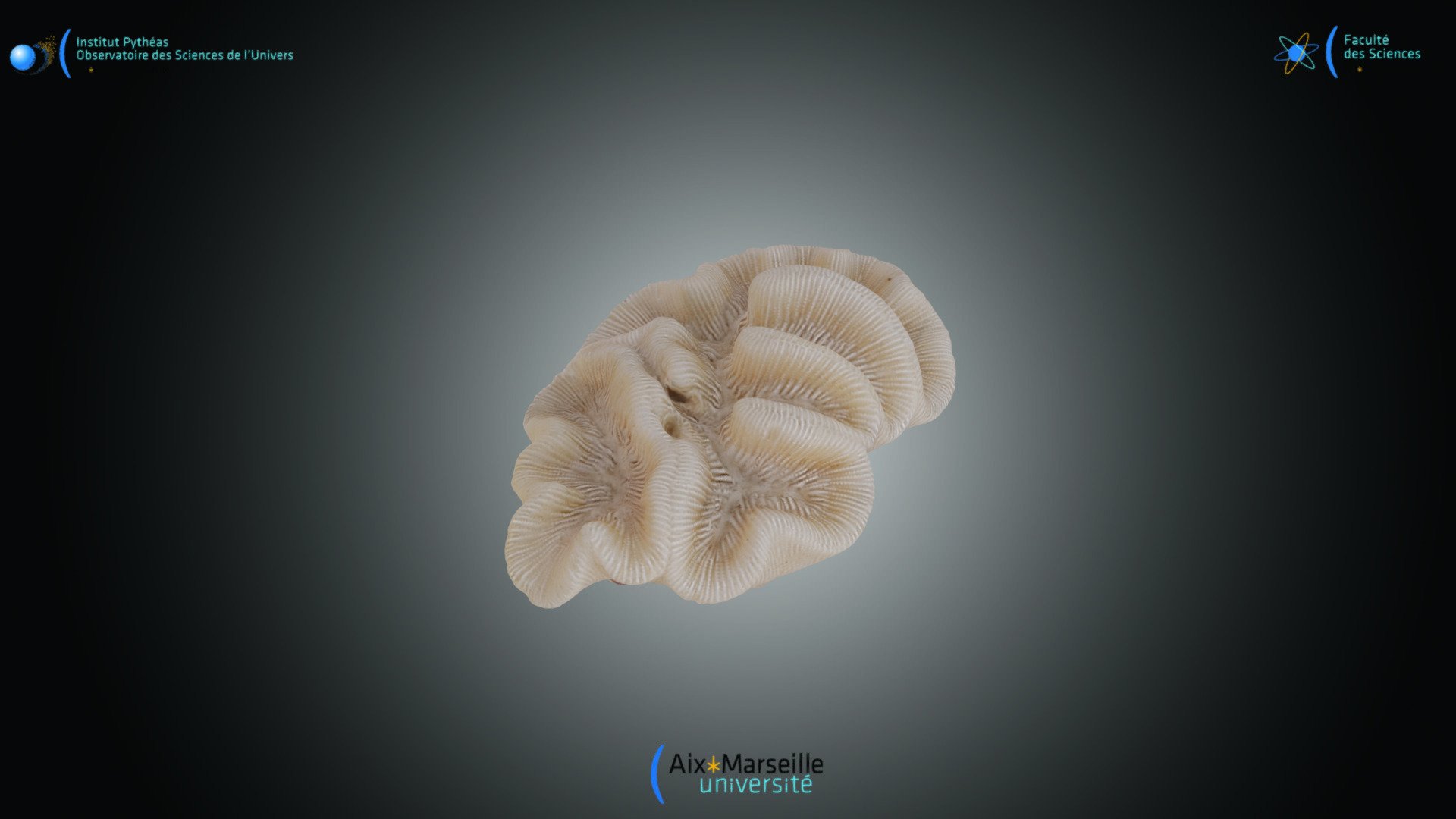 Cnidaire - Manicina areolata