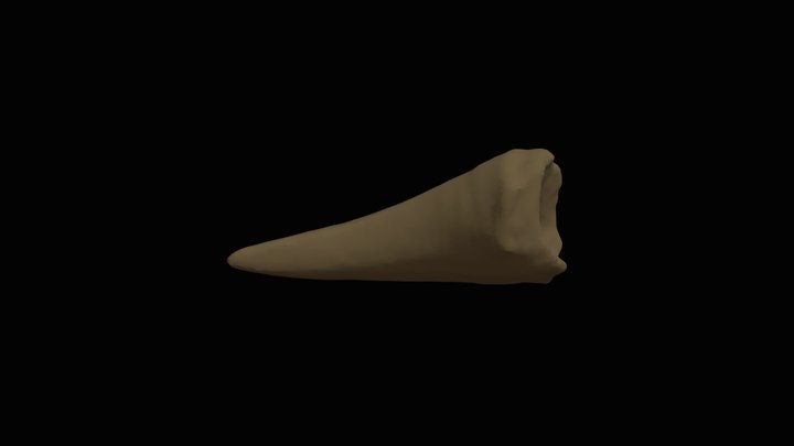mosasaur tooth 000518-A 3D Model