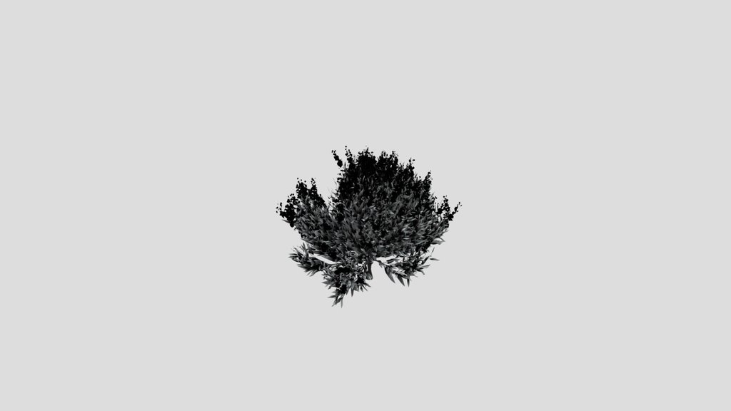 Shurb Caryopteris Bluebeard Animated